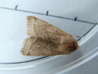 Common Quaker
